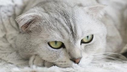 kaiyun-雷霆险胜公牛，全明星赛前哨战中亚历山大贡献关键助攻，亚历山大雷霆合同